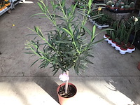 5 oleanderstammen - afbeelding 2 van  2