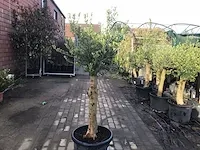 5 olijfstammen - afbeelding 3 van  3
