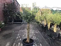 5 olijfstammen - afbeelding 3 van  3