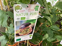 5 passievruchten - afbeelding 1 van  2