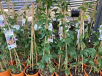 5 passievruchten - afbeelding 2 van  2