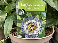 5 passiflora - afbeelding 1 van  4