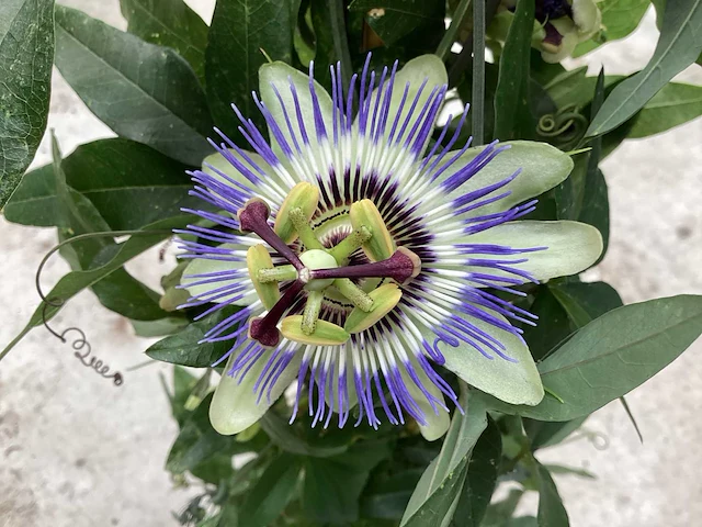 5 passiflora - afbeelding 2 van  4