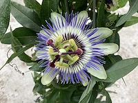 5 passiflora - afbeelding 2 van  4