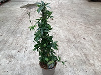 5 passiflora - afbeelding 2 van  3