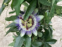 5 passiflora - afbeelding 3 van  3
