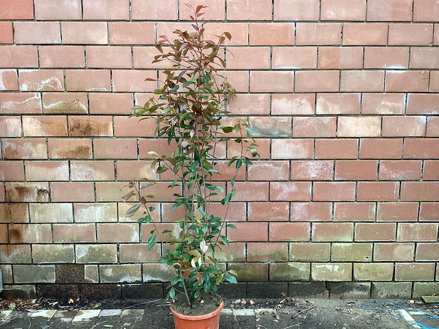 5 photinia 180-200 - afbeelding 1 van  2