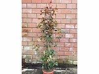 5 photinia 180-200 - afbeelding 2 van  2