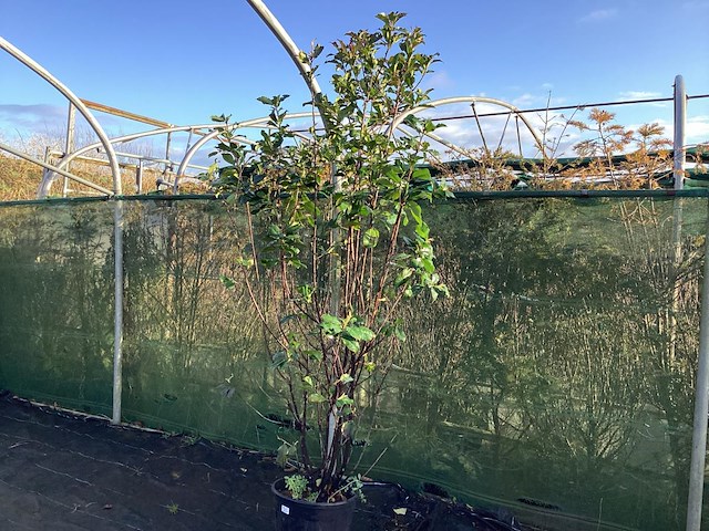 5 photinia - afbeelding 1 van  2