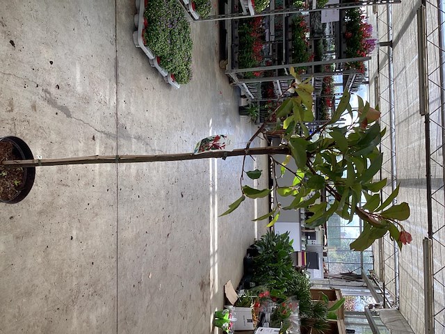 5 photiniastam - afbeelding 2 van  3