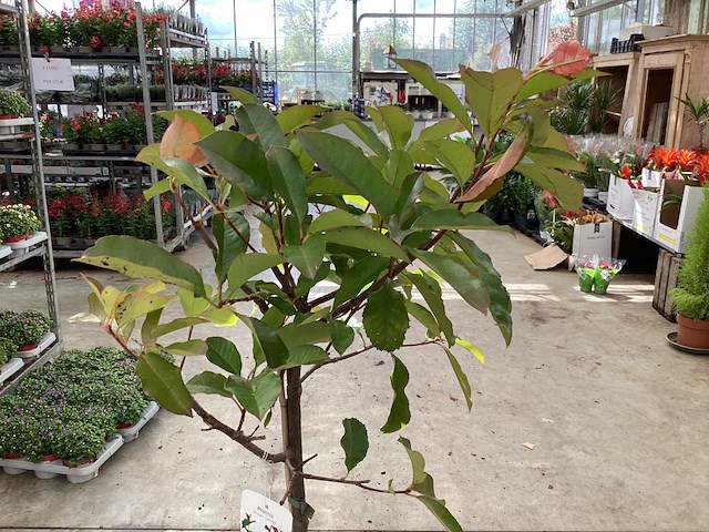 5 photiniastam - afbeelding 3 van  3