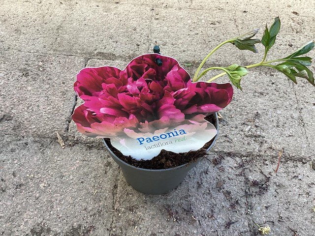 5 pioenen - afbeelding 1 van  1