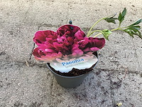 5 pioenen - afbeelding 1 van  1