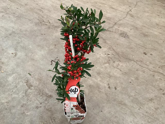 5 piracantha - afbeelding 2 van  2