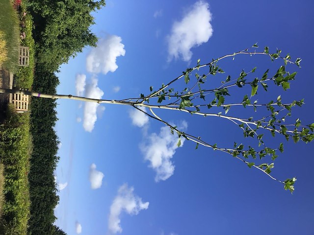 5 platanus hispanica - afbeelding 2 van  2