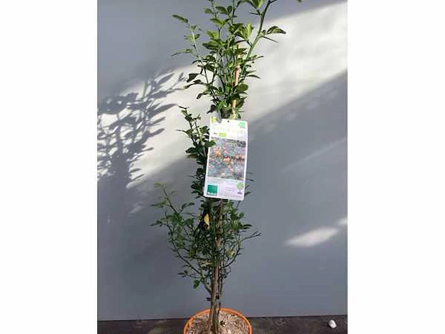 5 poncirus trifoliata - afbeelding 3 van  3