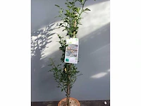 5 poncirus trifoliata - afbeelding 3 van  3