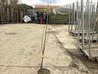 5 prunus amanogawa - afbeelding 1 van  4