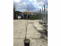 5 prunus amanogawa - afbeelding 2 van  4