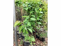 5 prunus amanogawa - afbeelding 4 van  4