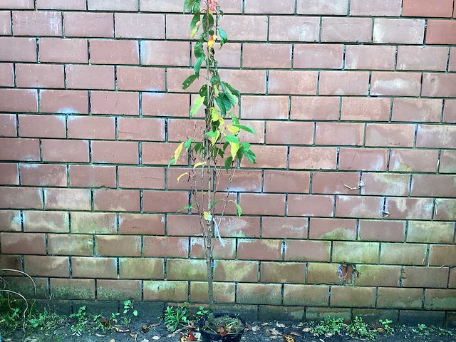 5 prunus amanogawa - afbeelding 1 van  4