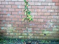 5 prunus amanogawa - afbeelding 1 van  4