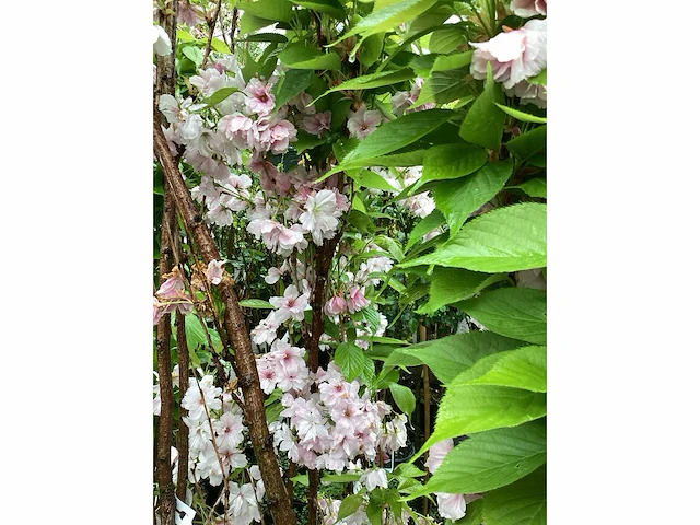 5 prunus amanogawa - afbeelding 4 van  4