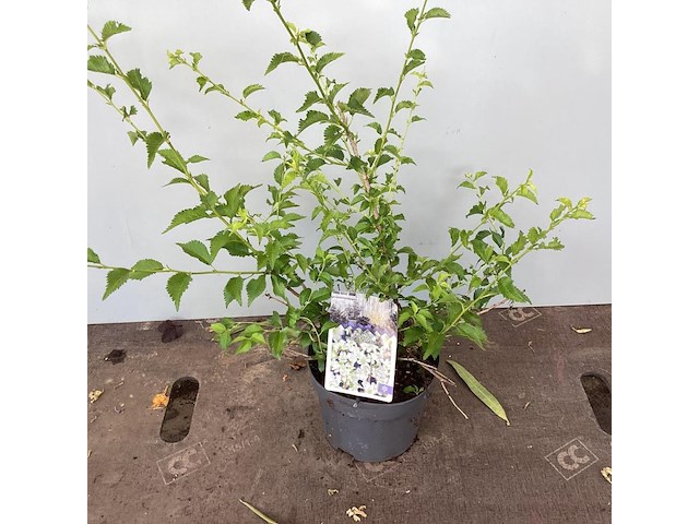 5 prunus incisa - afbeelding 1 van  2