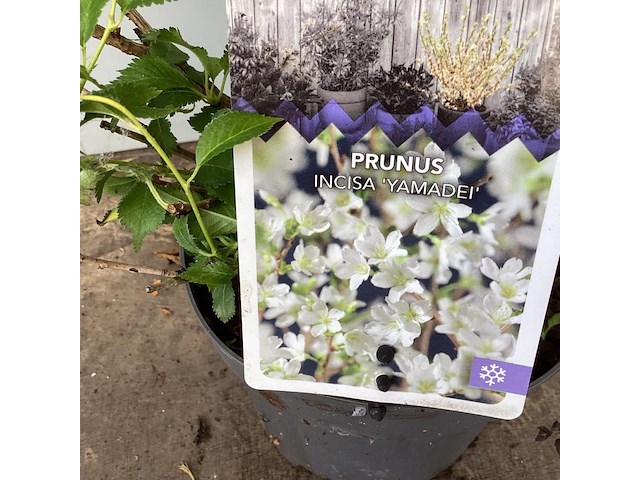 5 prunus incisa - afbeelding 2 van  2