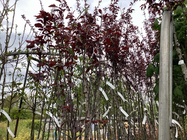 5 prunus nigra - afbeelding 3 van  4