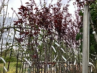 5 prunus nigra - afbeelding 3 van  4