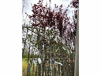 5 prunus nigra - afbeelding 4 van  4