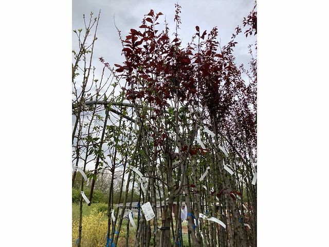 5 prunus nigra - afbeelding 4 van  4