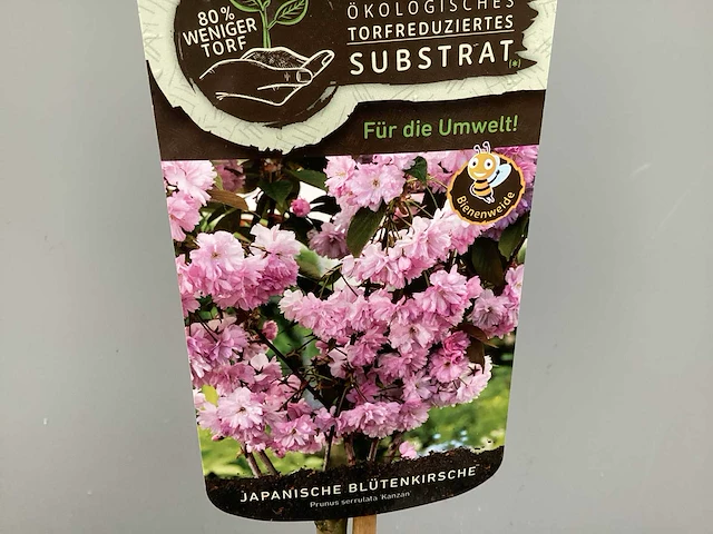 5 prunus serrulata kanzan - afbeelding 1 van  3