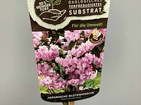 5 prunus serrulata kanzan - afbeelding 1 van  3