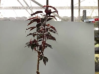 5 prunus serrulata kanzan - afbeelding 2 van  3