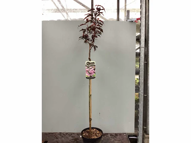 5 prunus serrulata kanzan - afbeelding 3 van  3