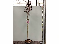 5 prunus serrulata kanzan - afbeelding 3 van  3