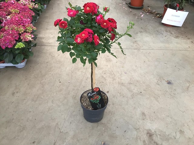 5 rode stamrozen - afbeelding 1 van  2