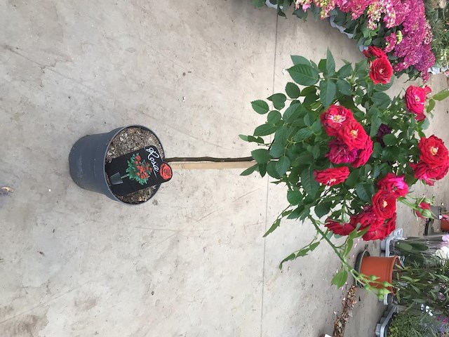 5 rode stamrozen - afbeelding 2 van  2