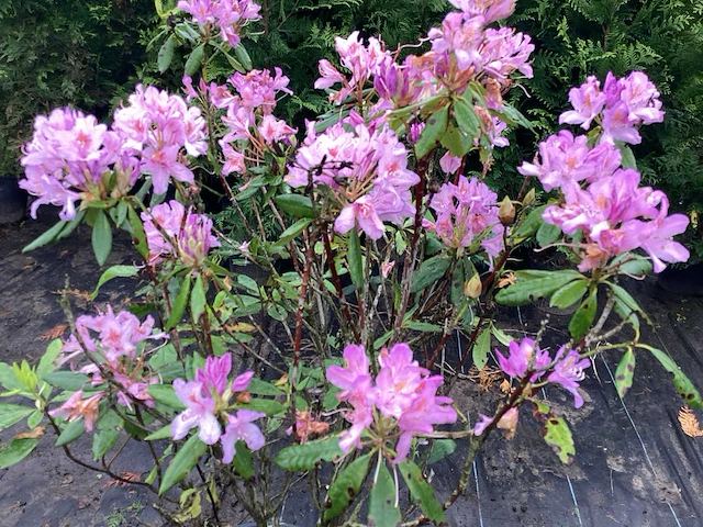 5 rododendron ponticum 100-120 - afbeelding 1 van  2