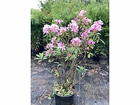 5 rododendron ponticum 100-120 - afbeelding 2 van  2