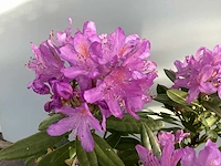 5 rododendron ponticum 80-100 - afbeelding 3 van  3