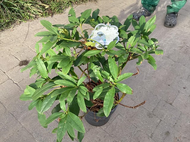 5 rododendron ponticum - afbeelding 1 van  1