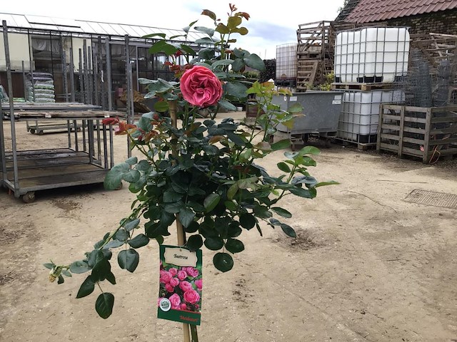 5 stamrozen - afbeelding 1 van  1