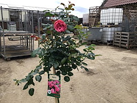 5 stamrozen - afbeelding 1 van  1