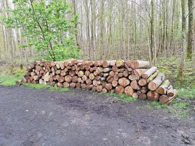 5 stère linde - afbeelding 1 van  1
