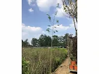5 verschillend bomen - afbeelding 3 van  5