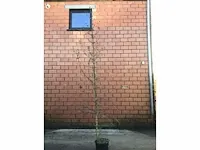 5 verschillend bomen - afbeelding 5 van  5