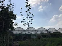 5 verschillend bomen